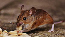24 Hour & Emergency Exterminators in White Sulphur Springs, WV
